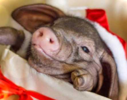 Які страви на рік свині подавати на стіл? Огляд актуальних рецептів