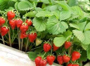 Дізнайтеся, чи можна садити суницю та полуницю поруч. Як правильно висаджувати розсаду