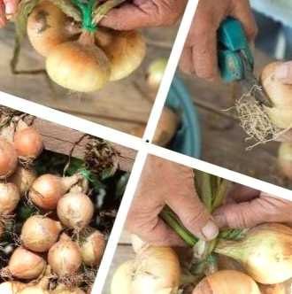 Як заплести цибулю схеми плетіння цибулі в коси на зберігання на зиму