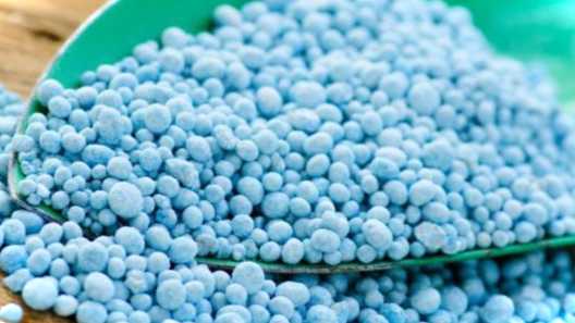 Добриво для плодово-ягідних культур, ніж підгодувати смородину, аґрус, малину