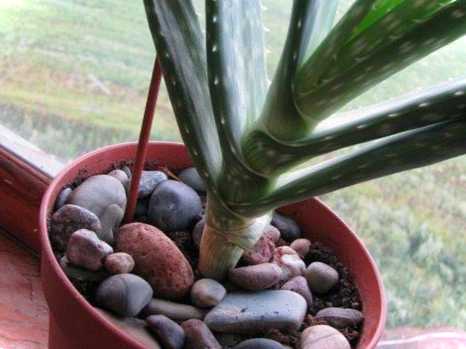 Камені для квітів у горщиках як називається грунт з камінням