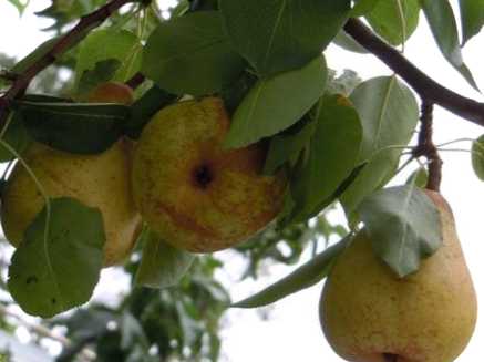 Молода груша погано росте, що робити, як прискорити плодоношення