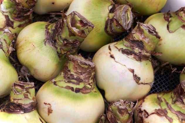 Де і як зберігати взимку цибулини? Оптимальний термін зберігання саджанців