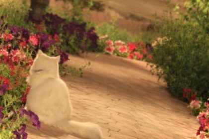 Як врятувати квіти від кота, якщо він їх копає поради для захисту рослин