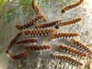 Причини почорніння листя у груші та ефективні методи лікування