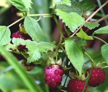 Жовта та червона малина, ожина та картопля Чи можна садити разом Чи можна садити разом кущі червоної та жовтої малини, ожину та картоплю опис, характеристика спілки рослин. Що буде, якщо разом посадити ежемаліну та малину?