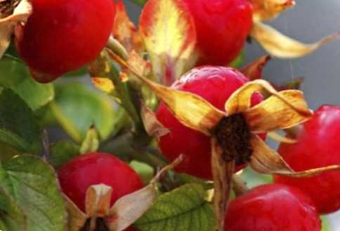 Коли садити шипшина добірка найефективніших порад з догляду