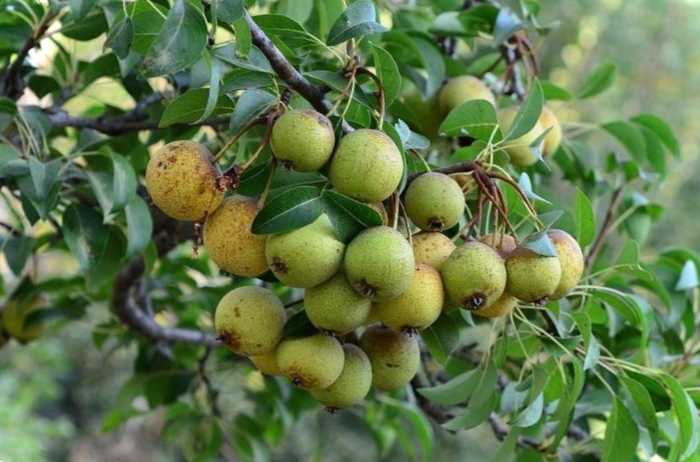 Готуємо смачний напій із груші дички - домашній рецепт з горілкою