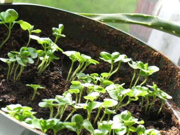 Розсада базиліка фото, схожість, пікірування та підживлення рослини