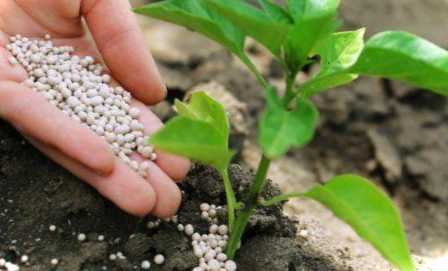 Що таке Азофоска, склад добрива та застосування? Для чого використовується