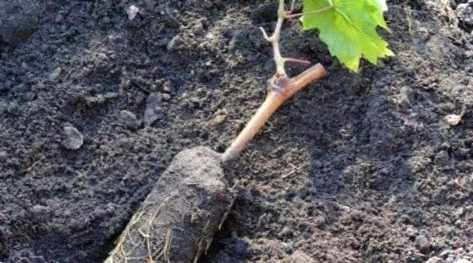 Як і коли можна садити виноград покрокова інструкція для початківців