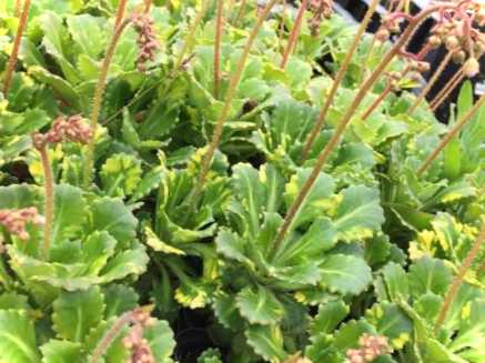 Яку траву можна посадити замість газону та як це зробити правильно