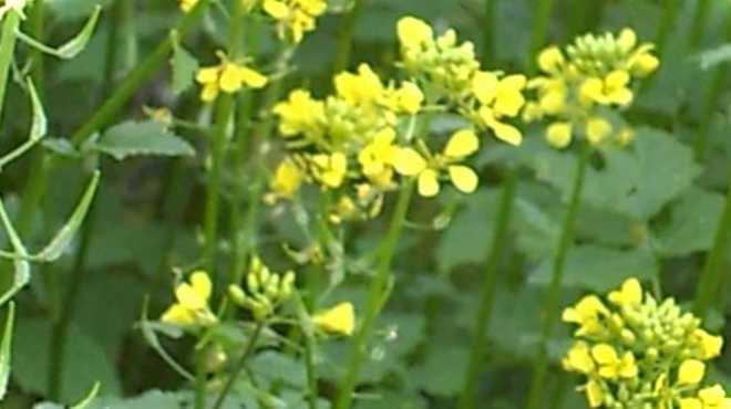 Вирощування пряних трав на городі на дачі