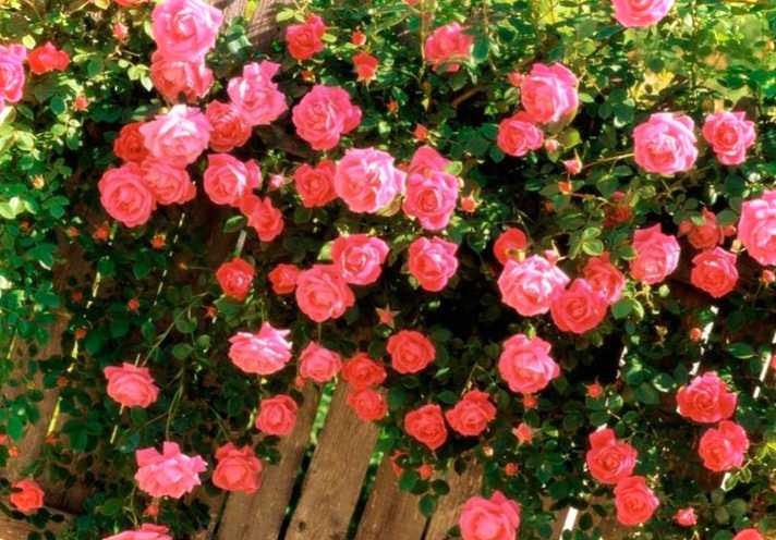 Догляд за трояндою та саджанцями на дачній ділянці яка має бути температура на вулиці