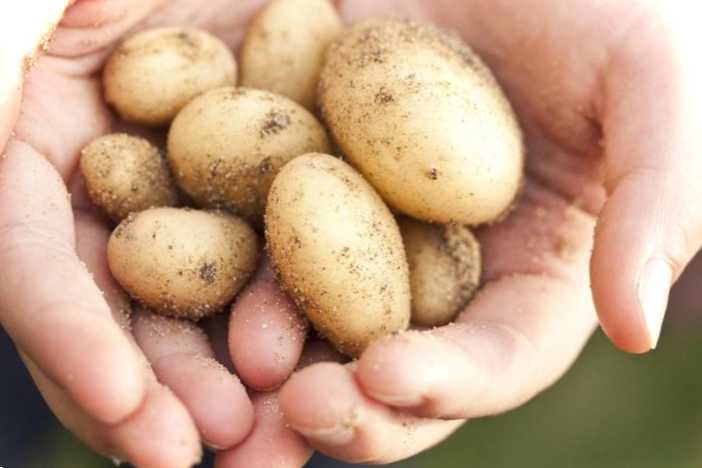 Чому картопля дрібна? Фото маленької картоплі та її назва