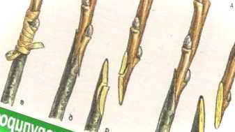 Щеплення сливи влітку покрокові рекомендації для початківців