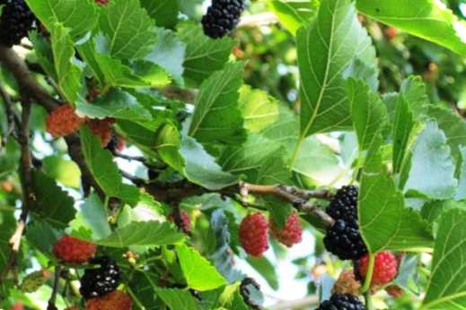 Як укрити шовковицю на зиму від морозів у Підмосков'ї