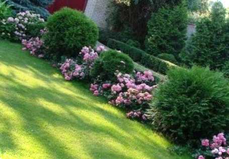 Троянди та хвойні можна поєднувати разом ці рослини і яким чином?