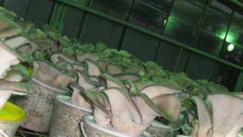 Вирощування міцелію гливи в домашніх умовах посадка та догляд