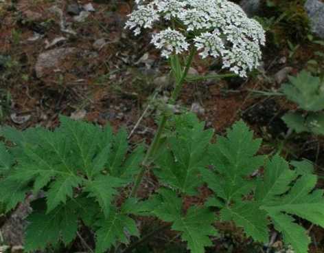 Небезпечне бур'ян борщівник шкода для людини, як вивести з ділянки