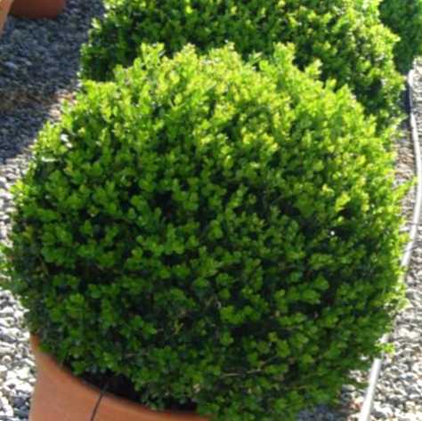 Швидкий та легкий спосіб, як розмножити самшит у домашніх умовах розподіл, укорінення