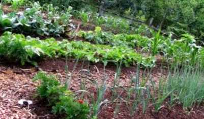 Город на маленькій ділянці як все розмістити та поєднати з садом