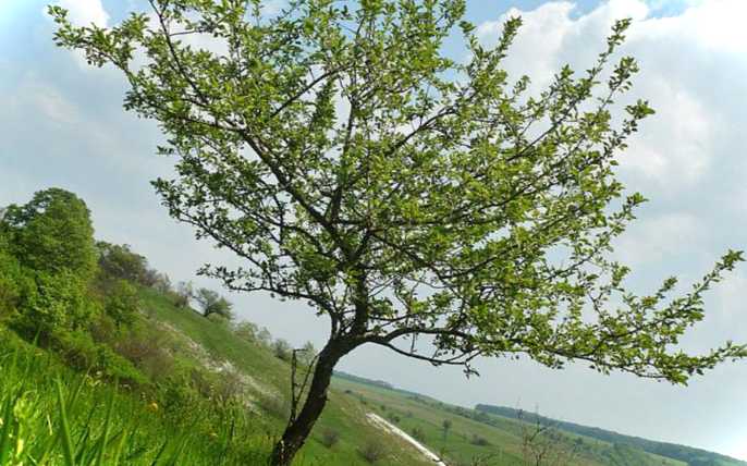 Як виглядає дика яблуня і що можна зробити з дичкою (фото)