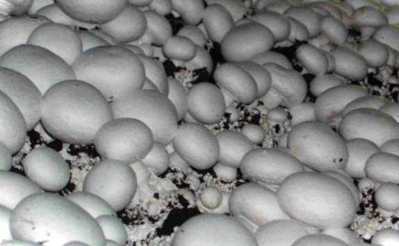 Печериці на гною приготування компосту в брикетах для грибів