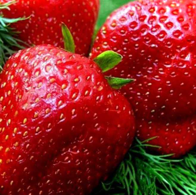 Полуниця у серпні що робити? Який догляд потрібний за ягодами після збирання врожаю?