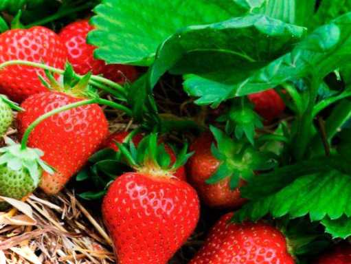 Що робити з відростками полуниці? Особливості розмноження полуниці
