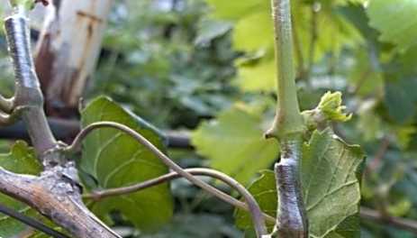 Щеплення винограду у серпні всі нюанси розмноження винограду