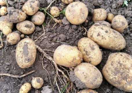 Два врожаї картоплі за сезон як отримати другий урожай за рік