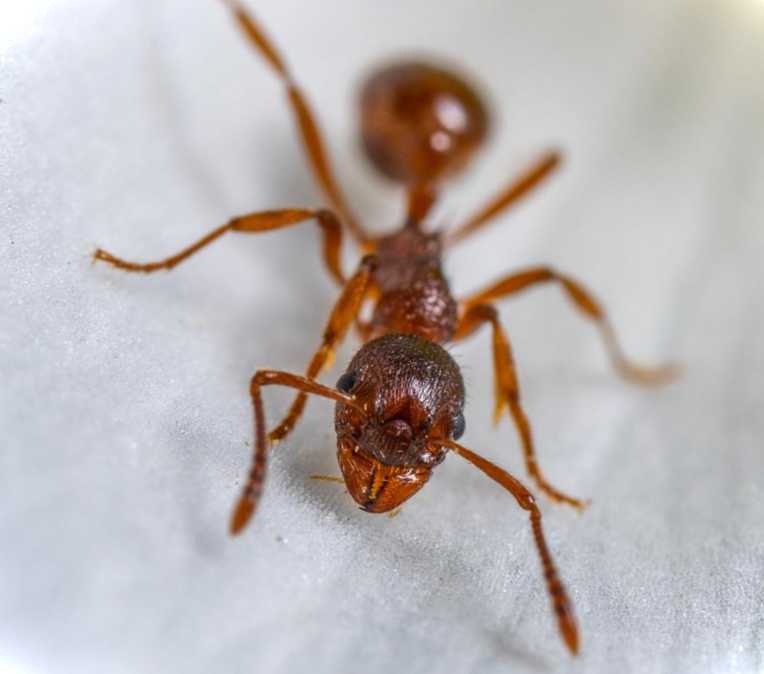 Фараонові мурахи на ділянці Як позбутися, які засоби використовувати
