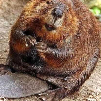 Навіщо полюють на бобрів? Як виглядає тварина і чи небезпечна вона для людини?