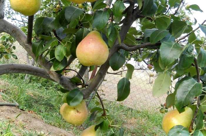 Добірка найкращих зимових сортів груш для середньої смуги (фото)