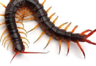 Геофіли та кивсяки на городі шкода чи користь, небезпека для людини