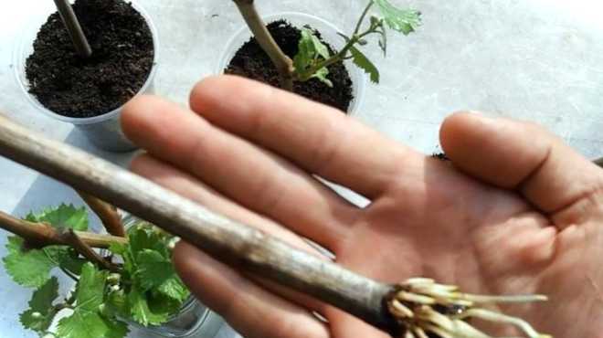 Як укоренити живці ґрунт, коренеутворюючі препарати та стимулятори