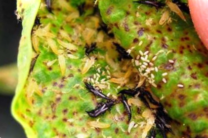 Квітковий трипс виглядає, що це таке і як з ним боротися