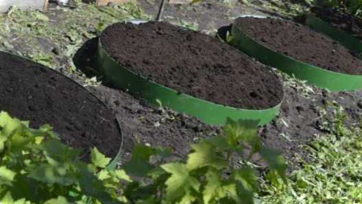 Кругла грядка для зелені як зробити гарну клумбу для квітів