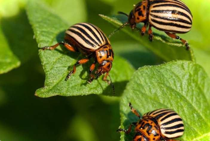 Засіб Жукоїд від колорадського жука для боротьби зі шкідниками