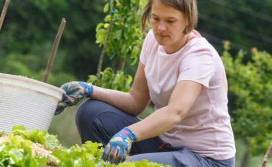 Продукти захисту рослин від шкідників та захворювань, що вибрати?