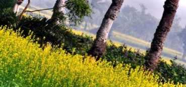 Чи треба посіяну в серпні гірчицю перекопувати під зиму і коли поради щодо сидерату