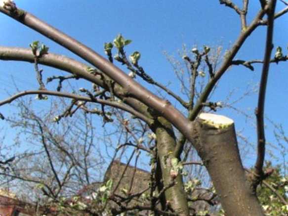 Як укоротити високу яблуню добірка найкращих перевірених методів