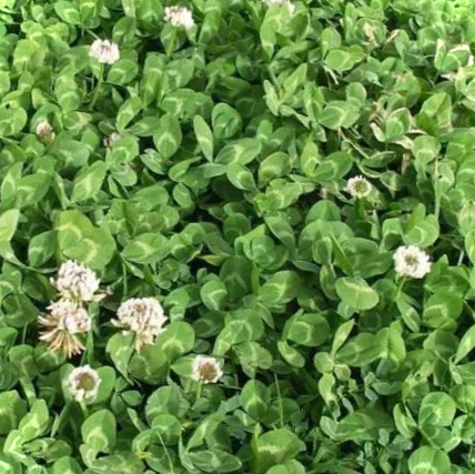 Як виглядає газонна конюшина - фото. Покрокова інструкція з посадки конюшинного газону