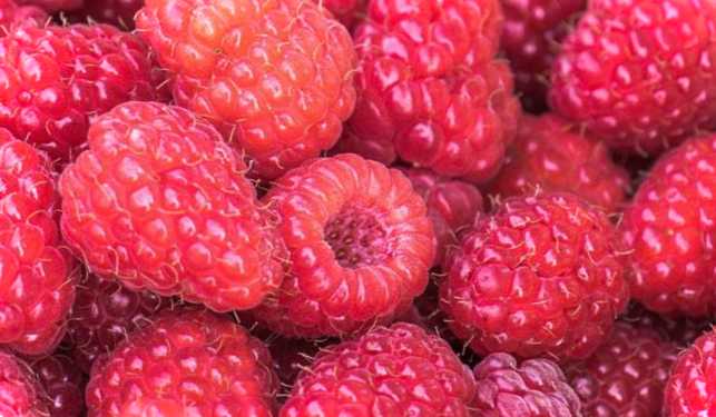 Малина, яка плодоносить все літо, добірка жаростійких сортів без шипів