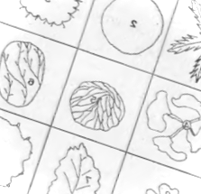 Хвойні композиції у ландшафтному дизайні ідеї поєднання з камінням та чагарниками