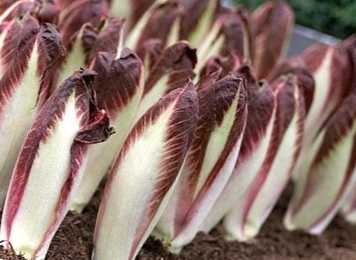 Салатний цикорій Вітлуф та Ендівій фото, посадка, вирощування та догляд