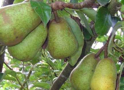 Як саджати, поливати грушу восени у відкритому ґрунті поради по саджанцям