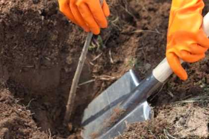 Осіння посадка рослин які кущі та зелень посадити на дачі