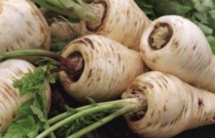 Пастернак як і коли садити у відкритий ґрунт, як вирощувати